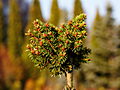 Picea abies Zakupy IMG_1999 Świerk pospolity